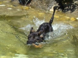 shadow im wasser